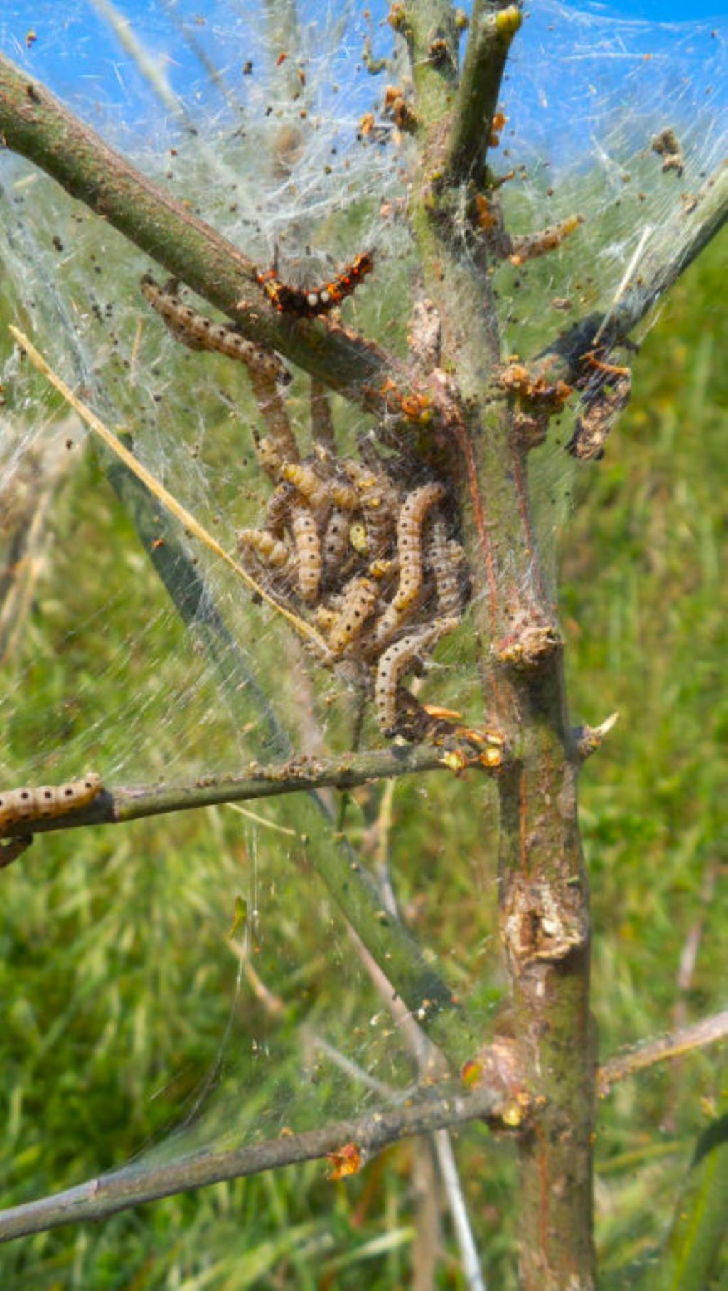 Yponomeuta cagnagella su Euonymus europaeus